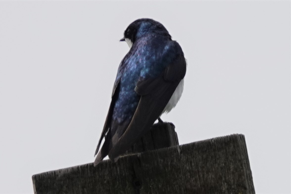 Tree Swallow - ML638522211