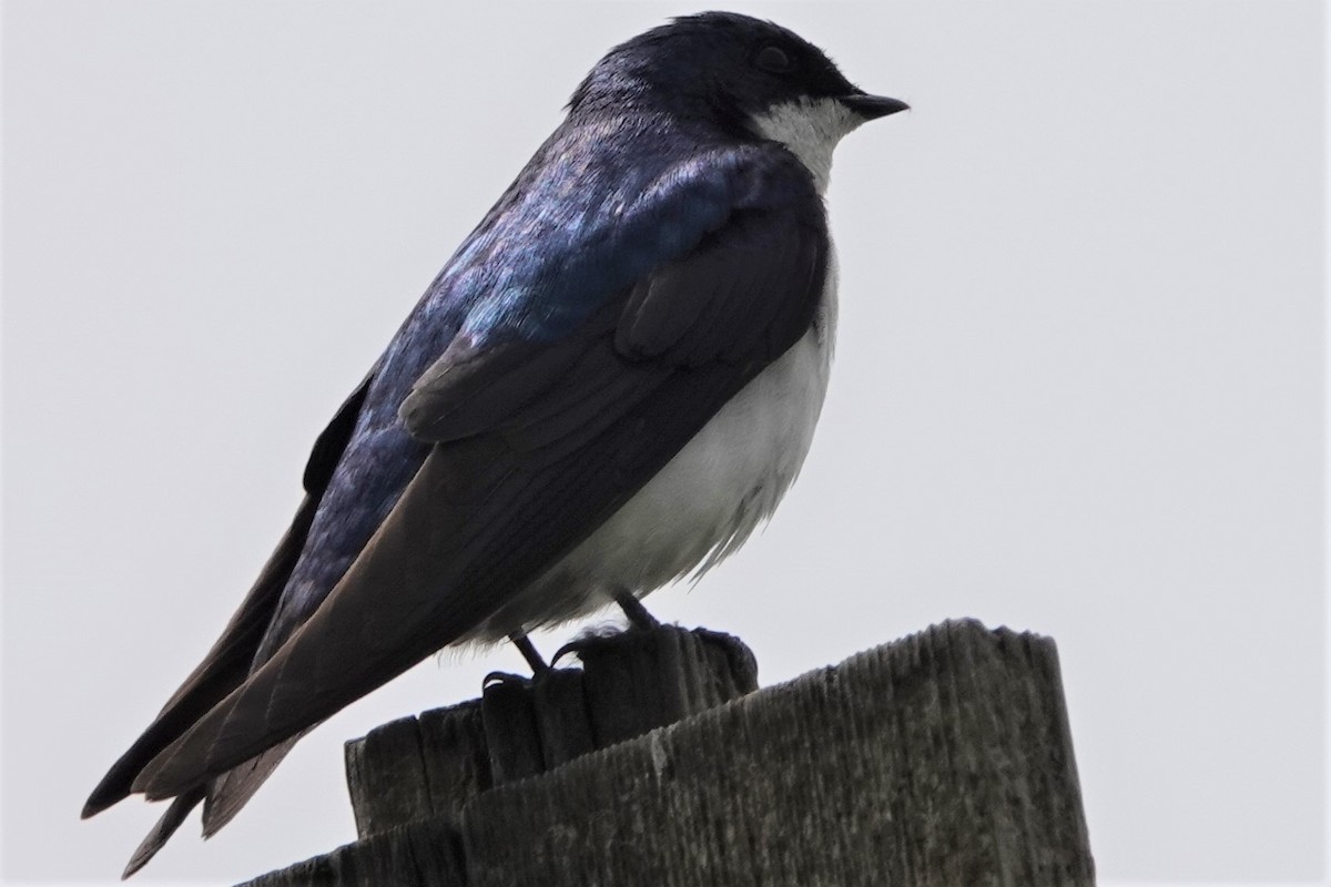 Tree Swallow - ML638522212