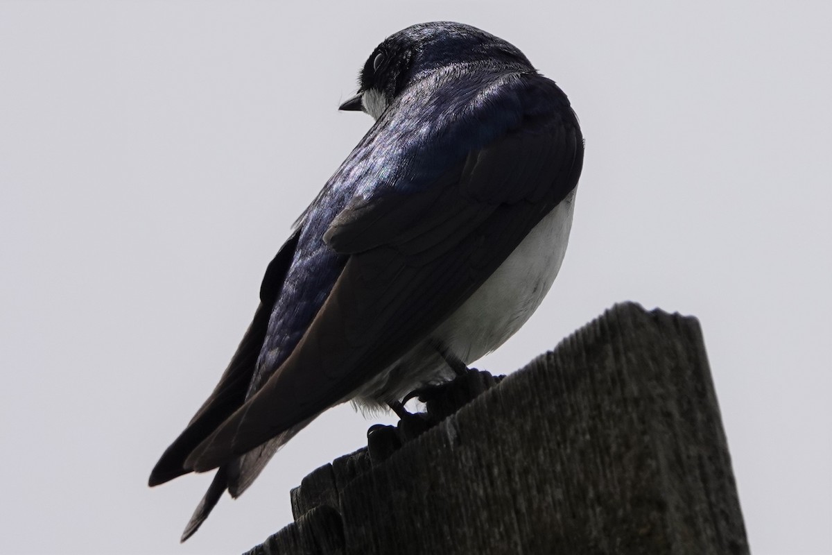 Tree Swallow - ML638522213