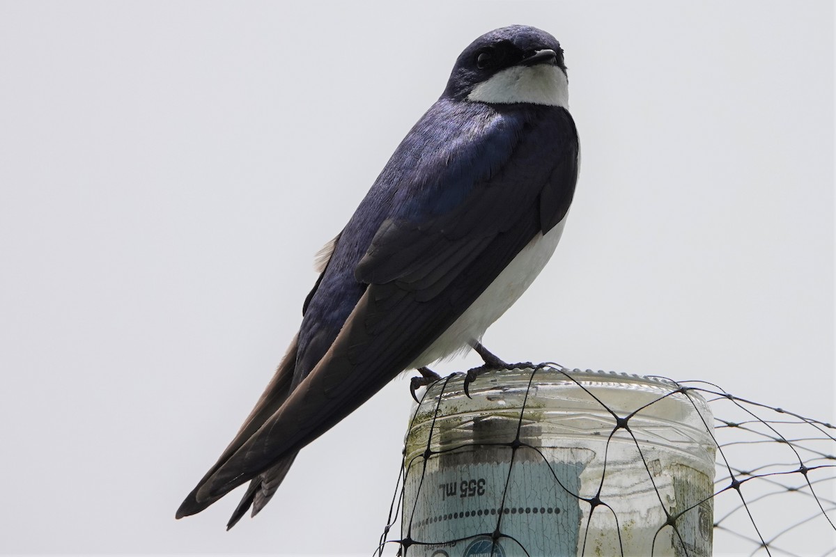 Tree Swallow - ML638522214