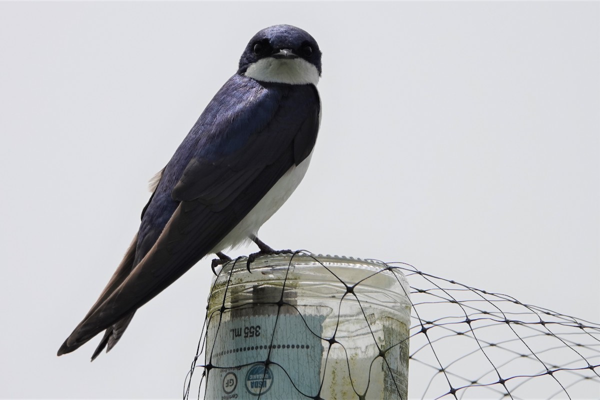 Tree Swallow - ML638522215