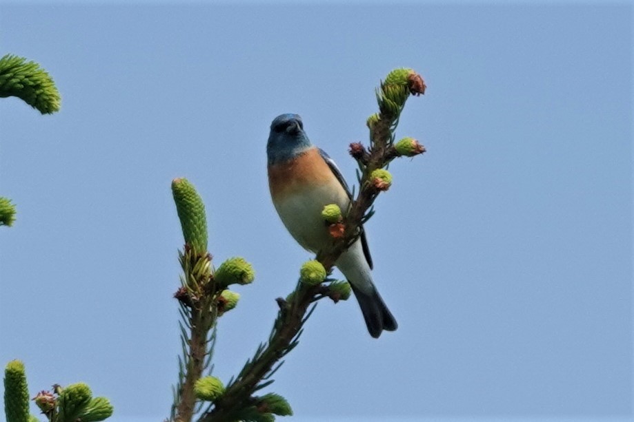 Lazuli Bunting - ML638522220