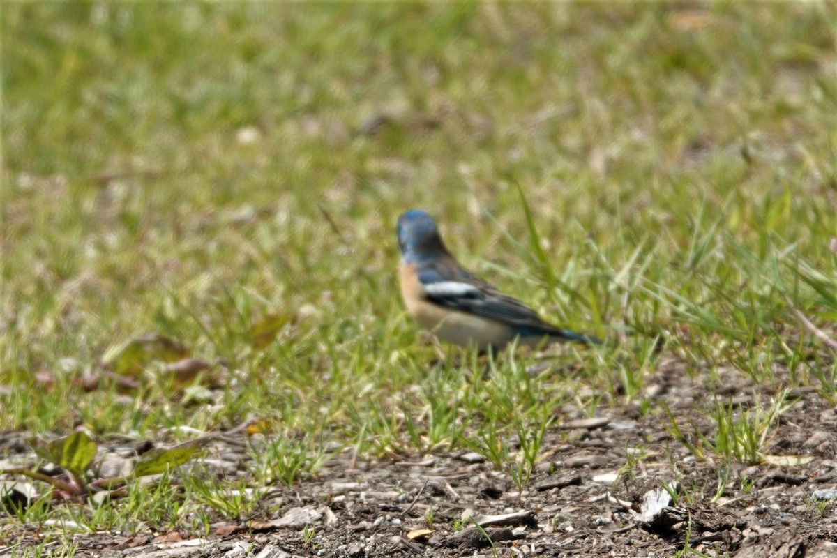 Lazuli Bunting - ML638522221