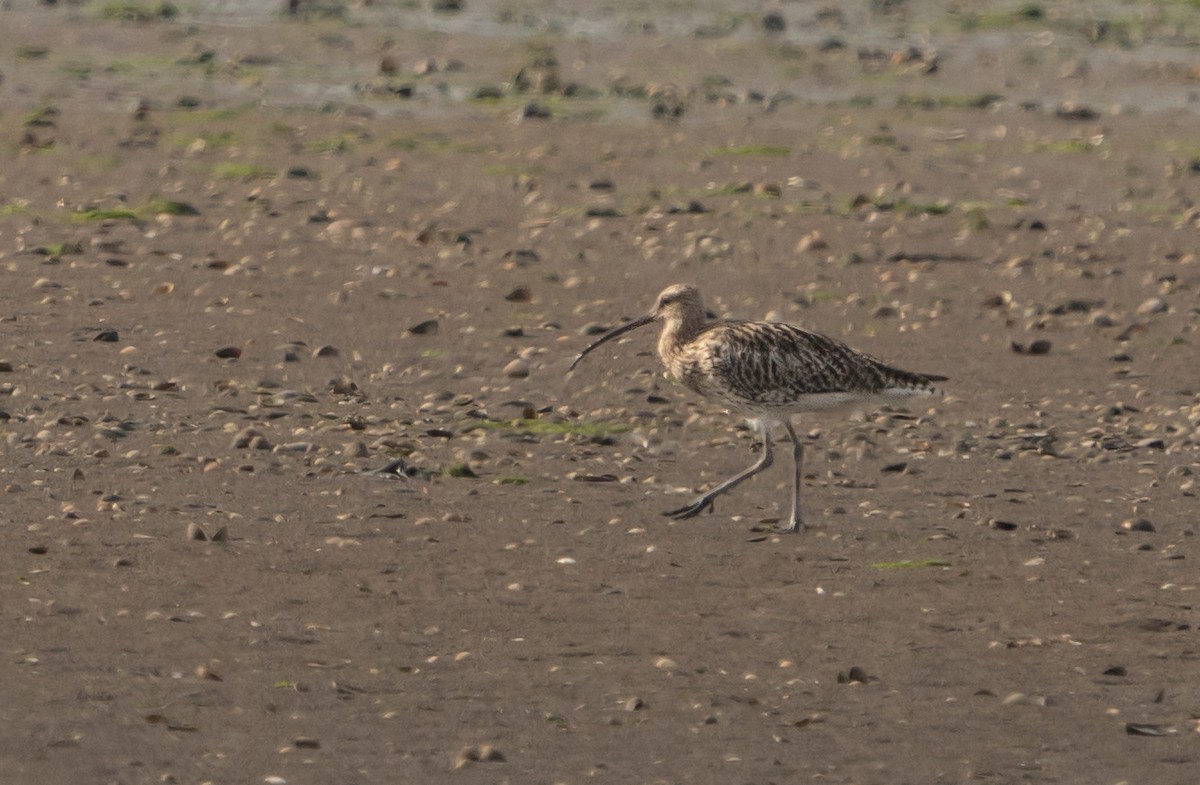 Eurasian Curlew - ML638522223