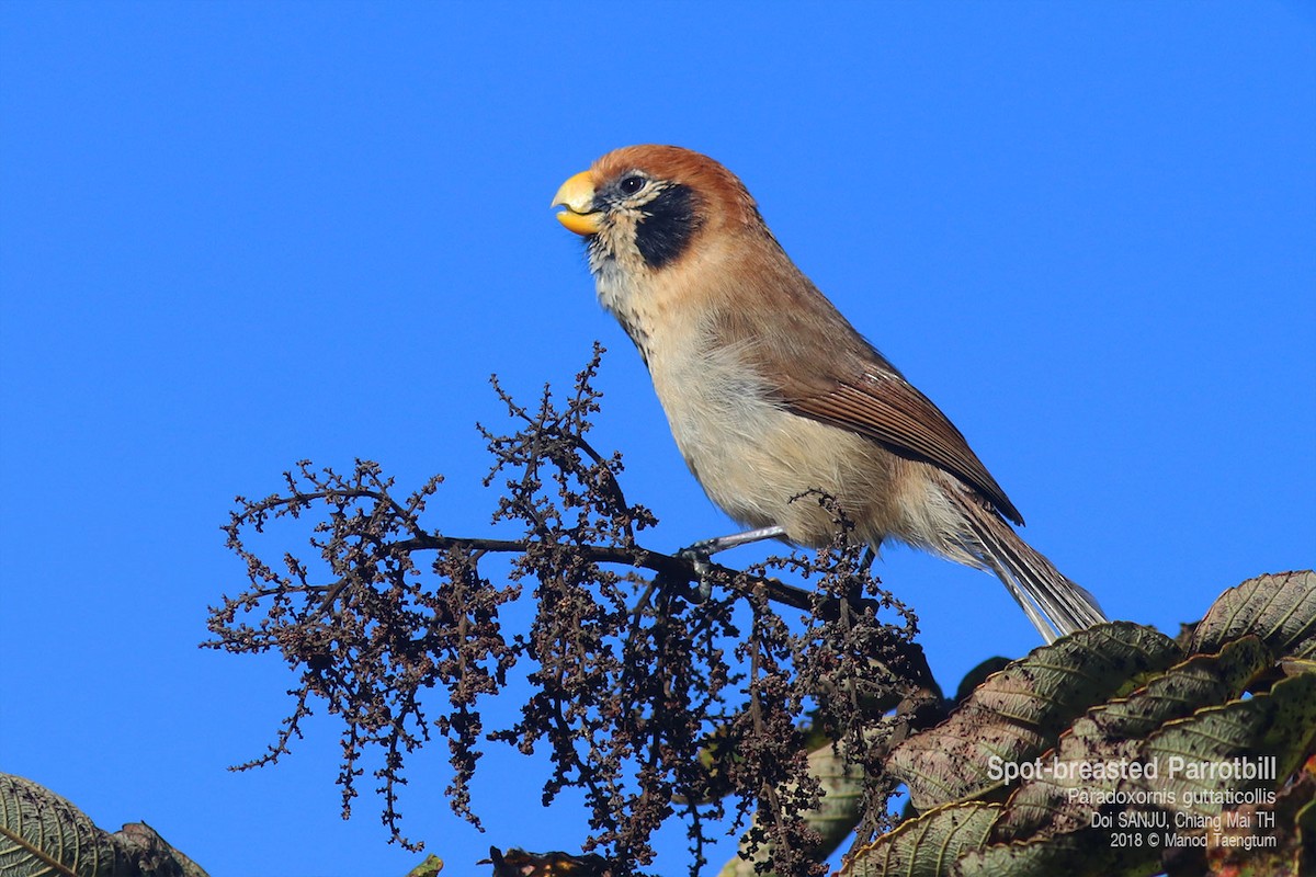 Spot-breasted Parrotbill - ML638522226