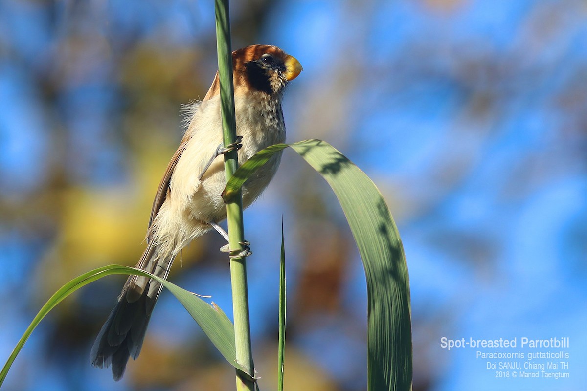 Spot-breasted Parrotbill - ML638522227