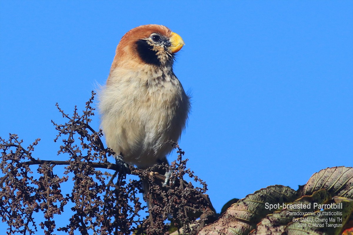 Spot-breasted Parrotbill - ML638522228