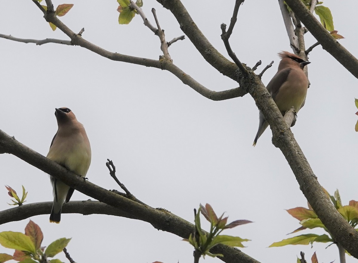 Cedar Waxwing - ML638522231