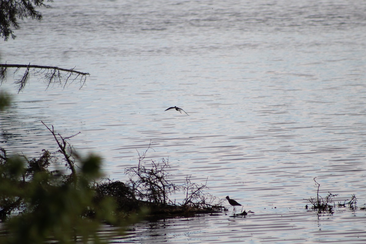 Lesser Yellowlegs - ML638522245