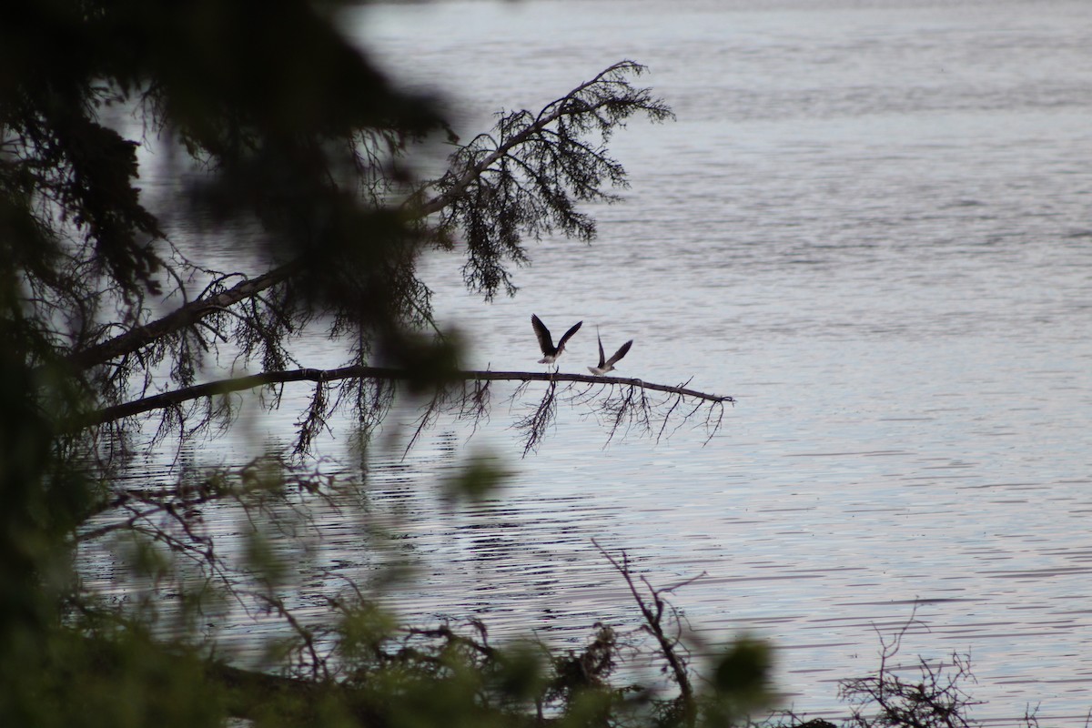 Lesser Yellowlegs - ML638522246