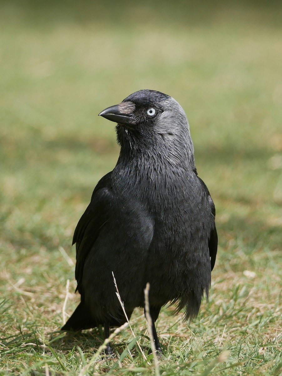 Eurasian Jackdaw - ML638522248