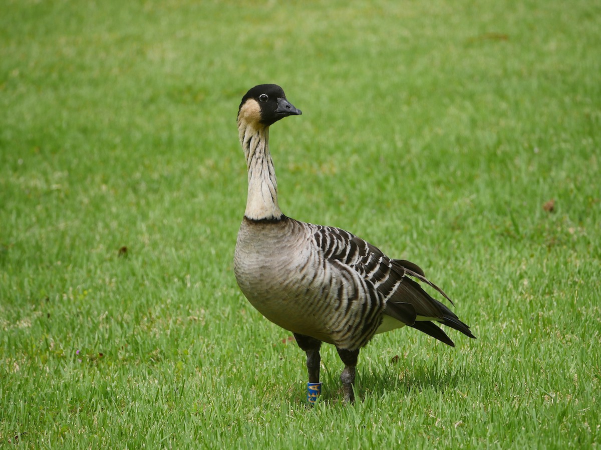 Hawaiian Goose - ML638522252