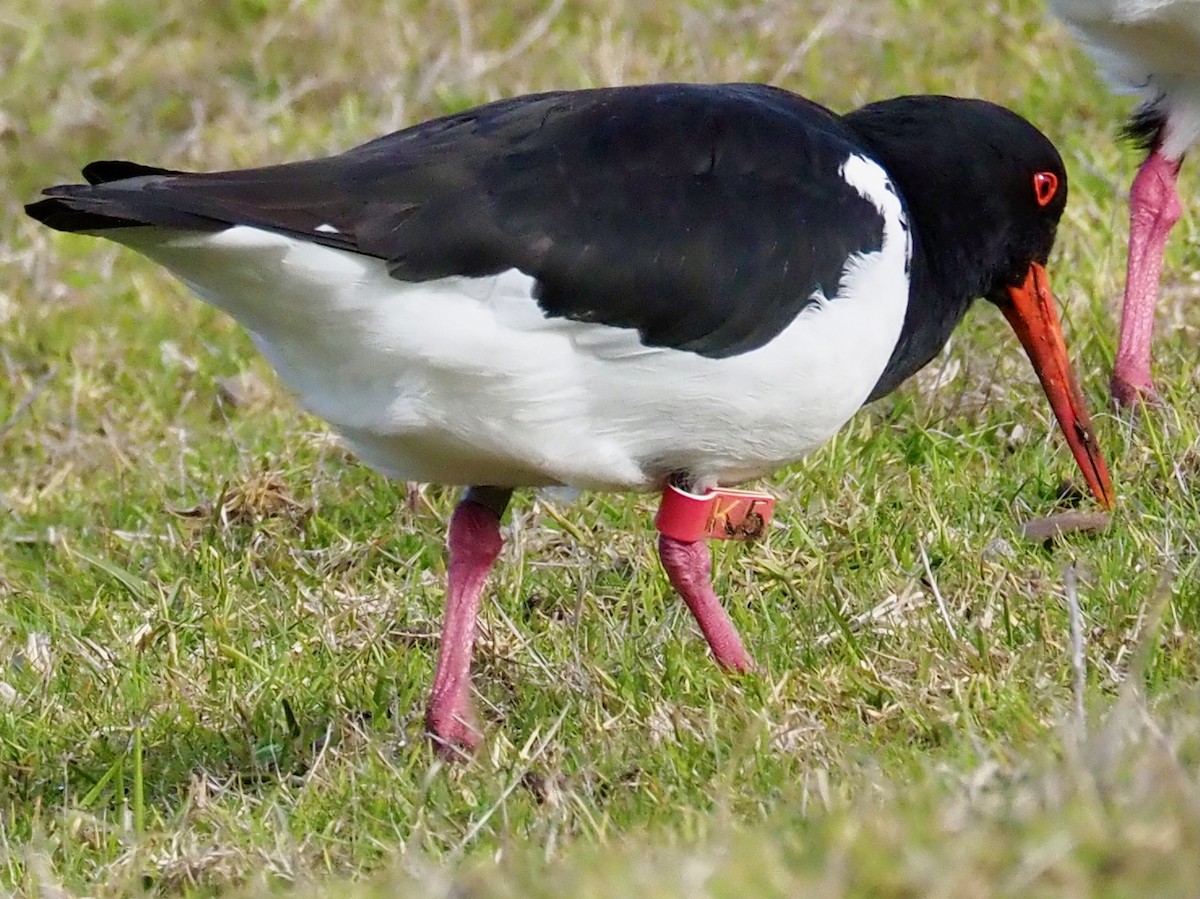 Pied Oystercatcher - ML638522276