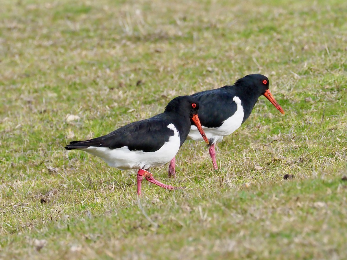 Pied Oystercatcher - ML638522278