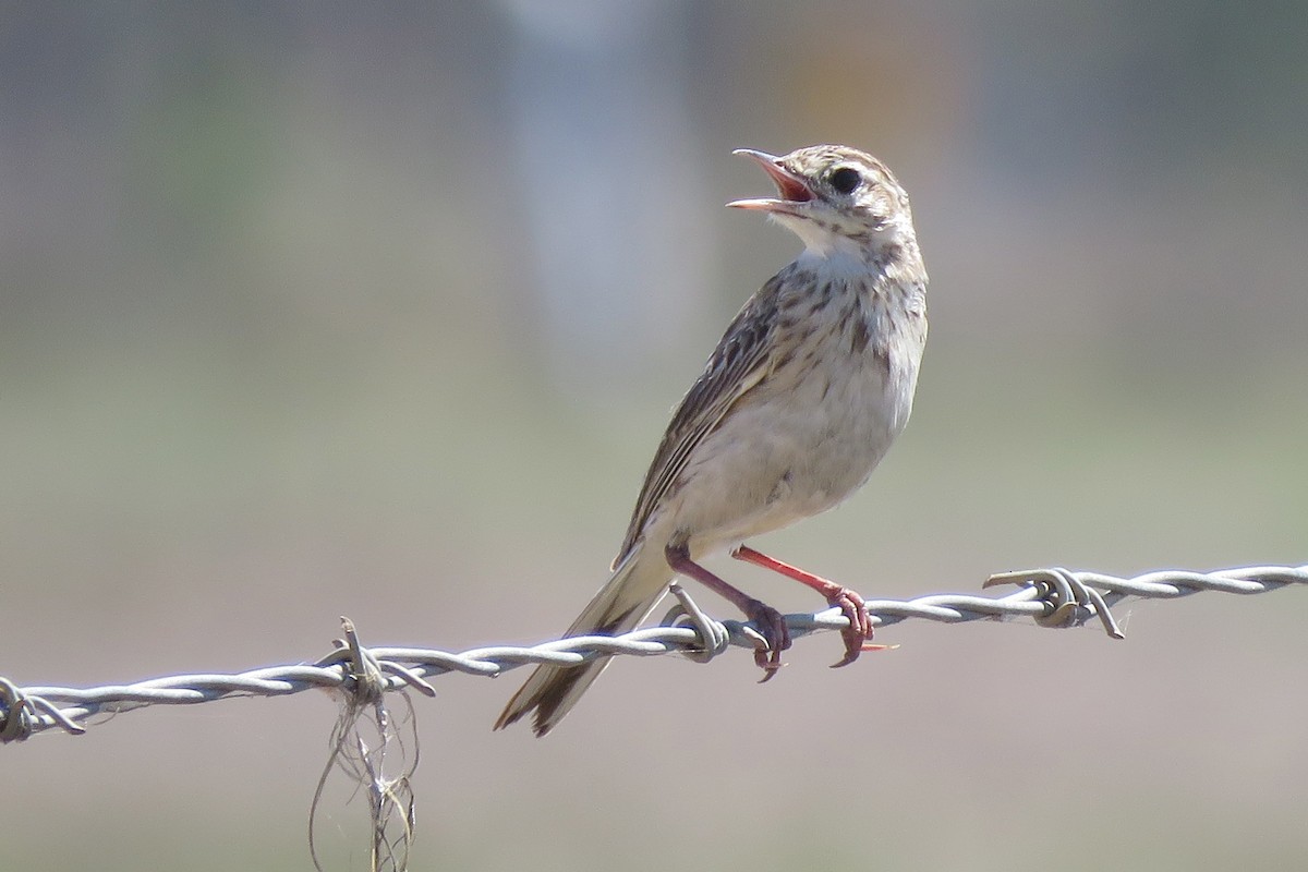 Australian Pipit - ML638522294