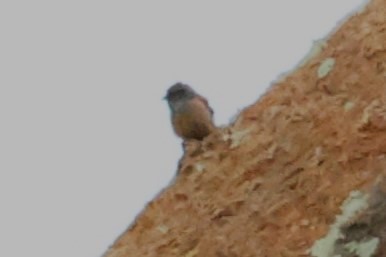 Rufous-tailed Rock-Thrush - ML638522319