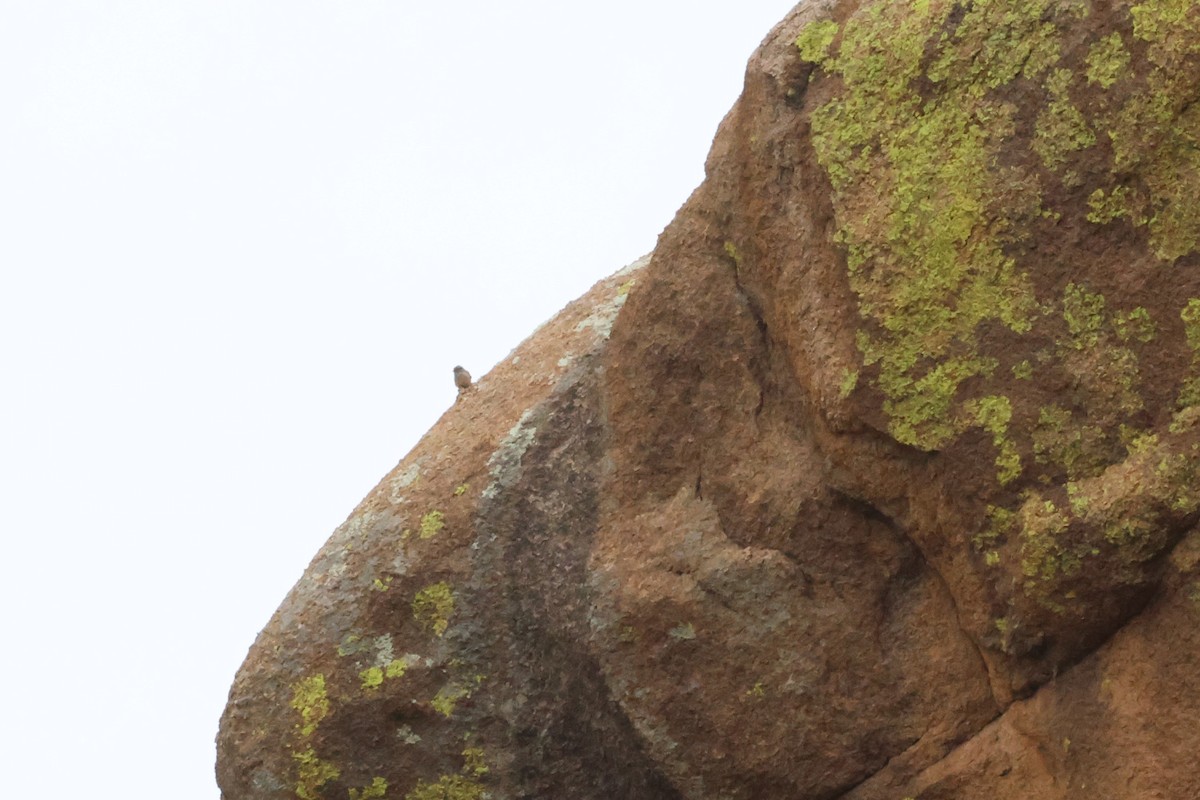 Rufous-tailed Rock-Thrush - ML638522323