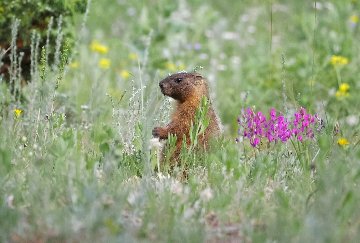 Yellow-bellied Marmot - ML638522336