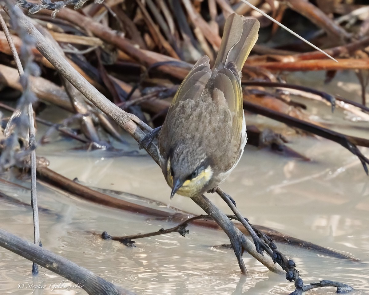 Mangrove Honeyeater - ML638522337