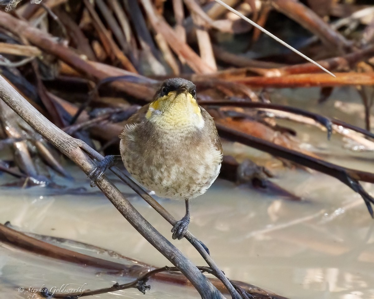 Mangrove Honeyeater - ML638522338