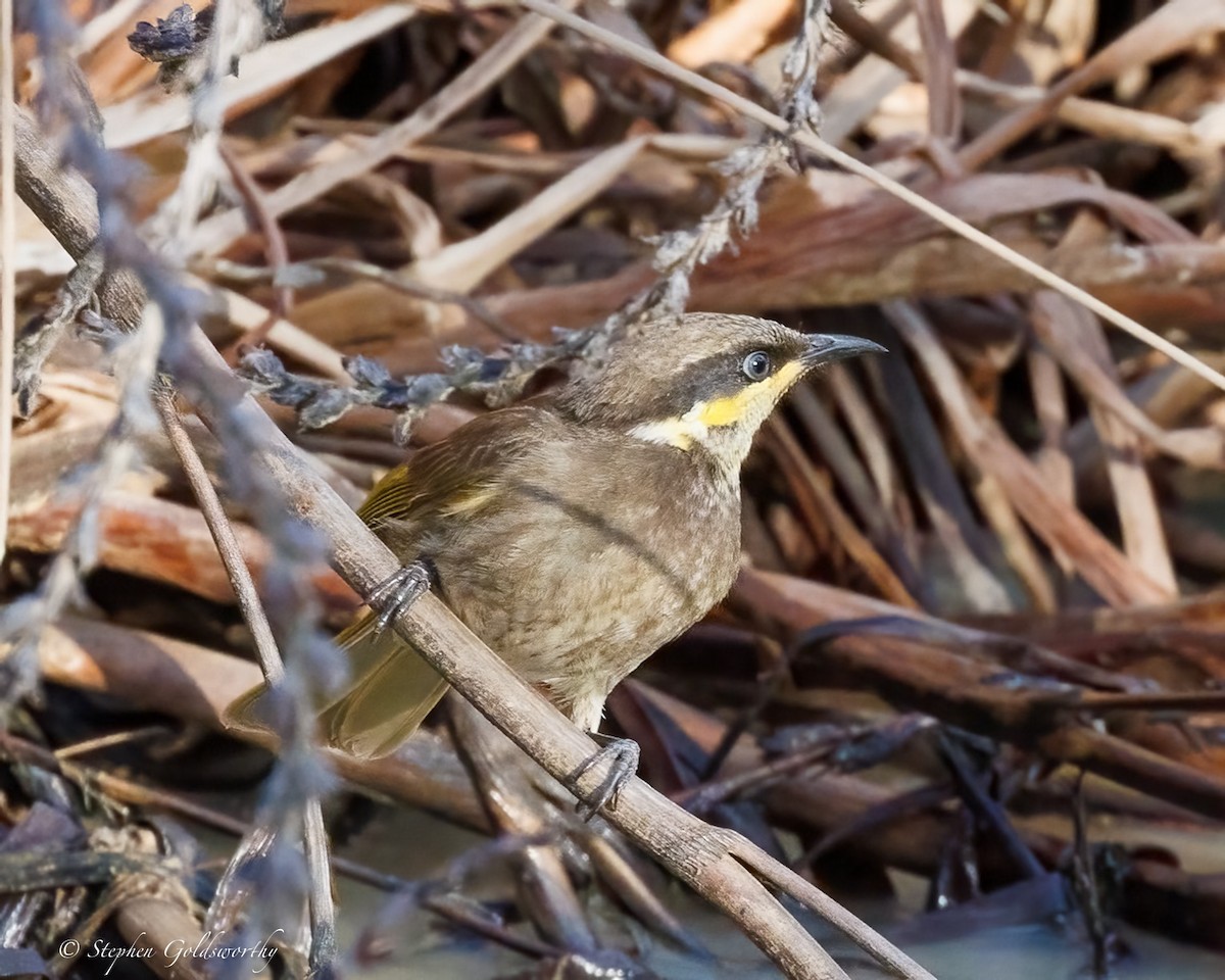 Mangrove Honeyeater - ML638522339