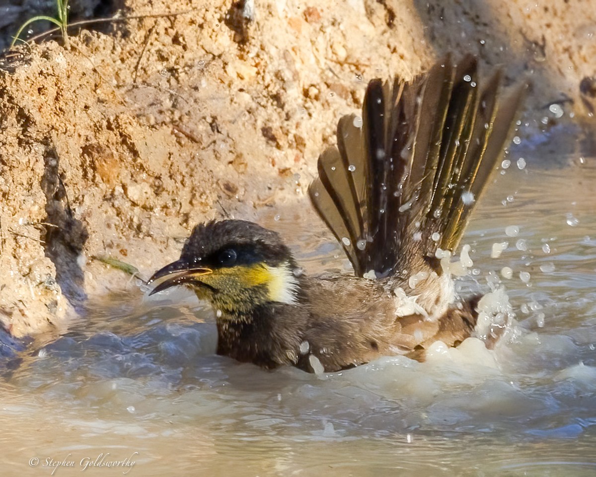 Mangrove Honeyeater - ML638522340