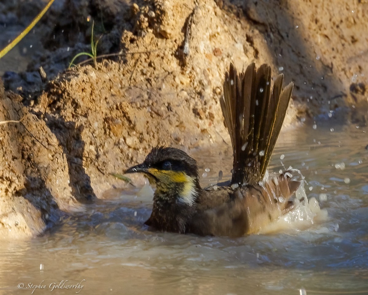 Mangrove Honeyeater - ML638522341