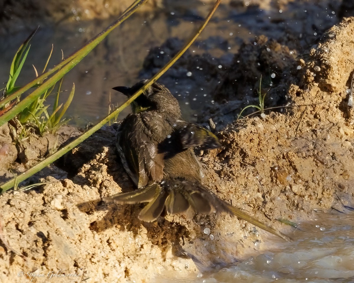 Mangrove Honeyeater - ML638522343