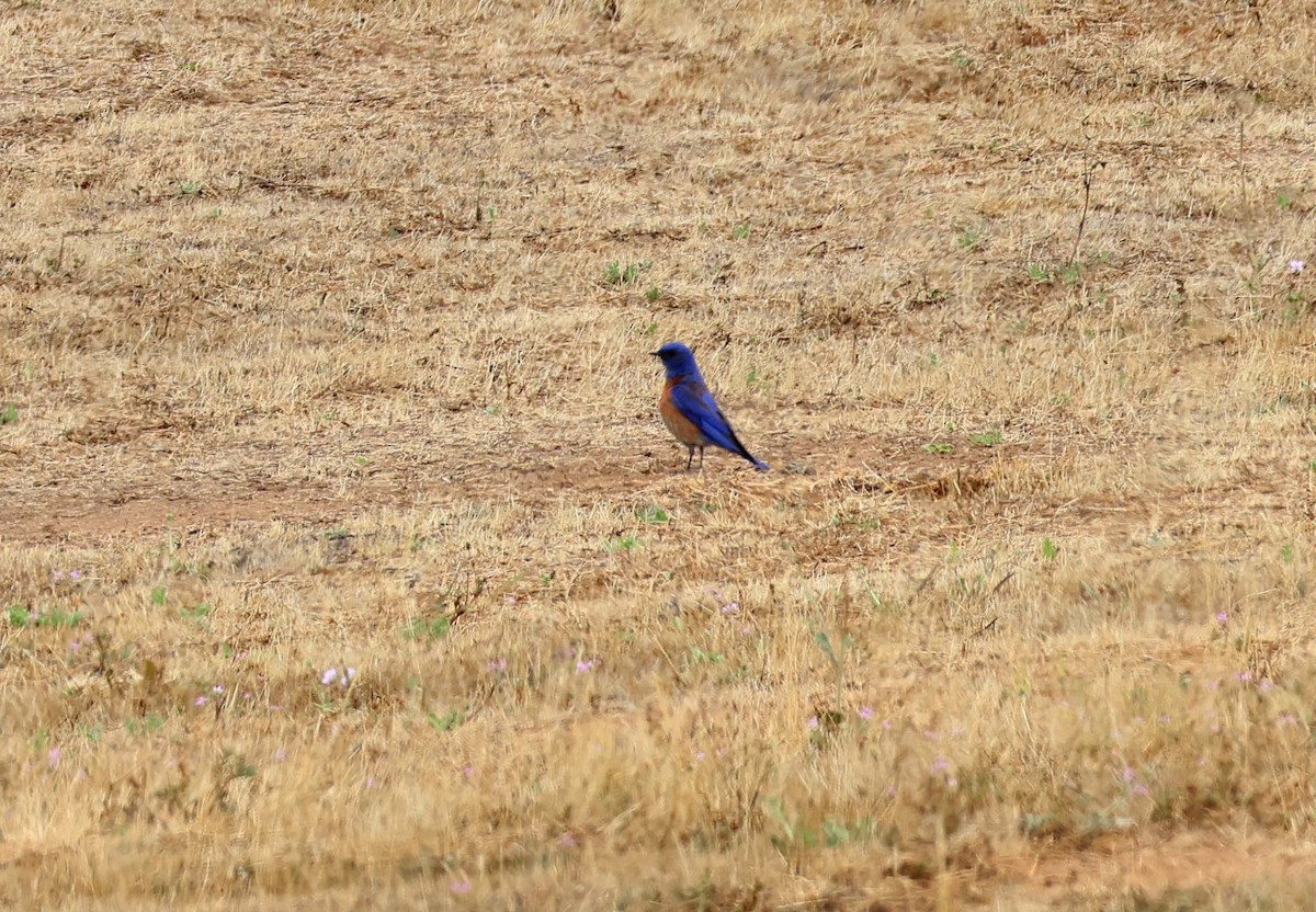 Western Bluebird - ML638522346