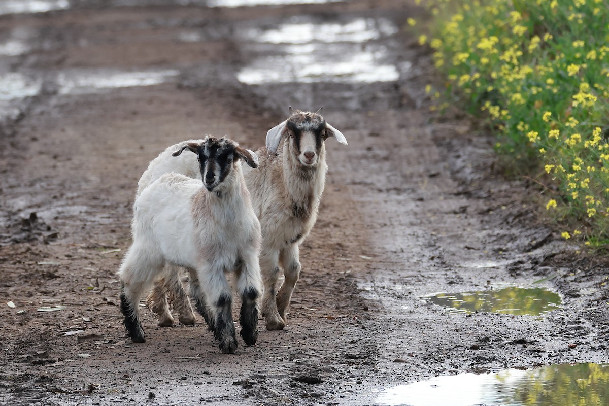 Goats - ML638522354