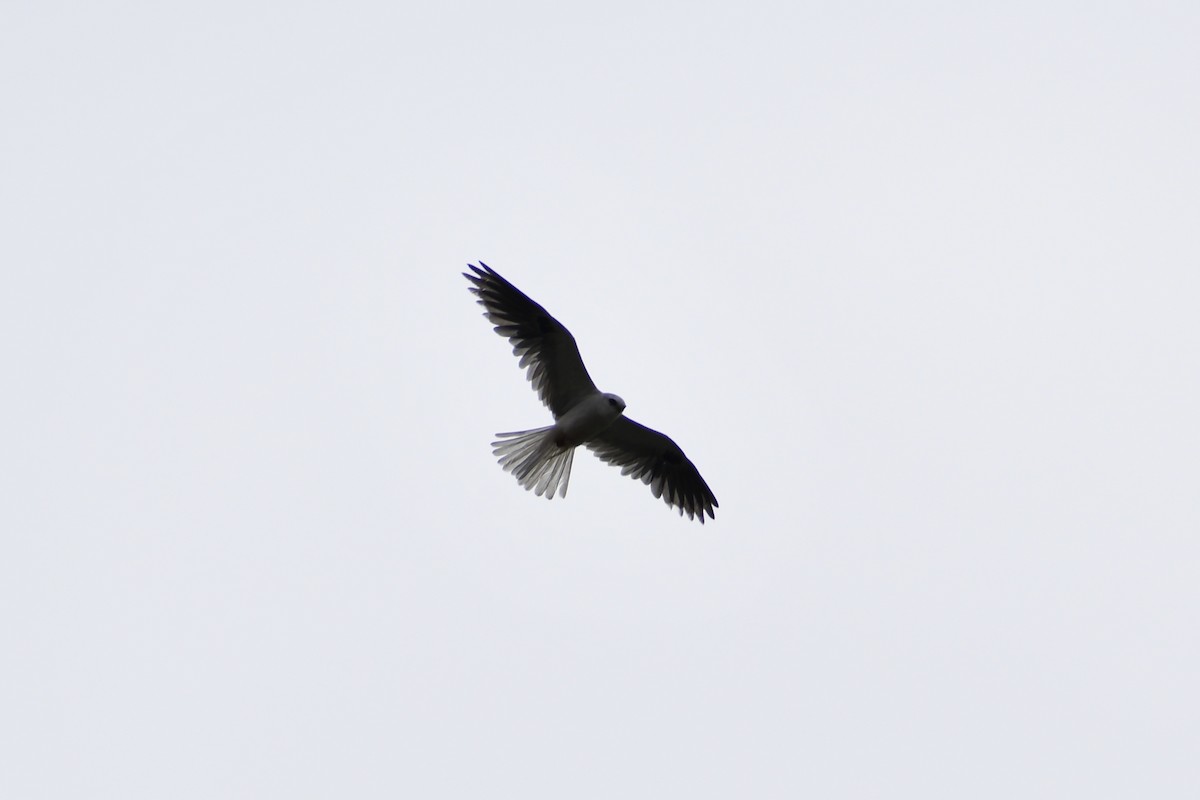 White-tailed Kite - ML638522364