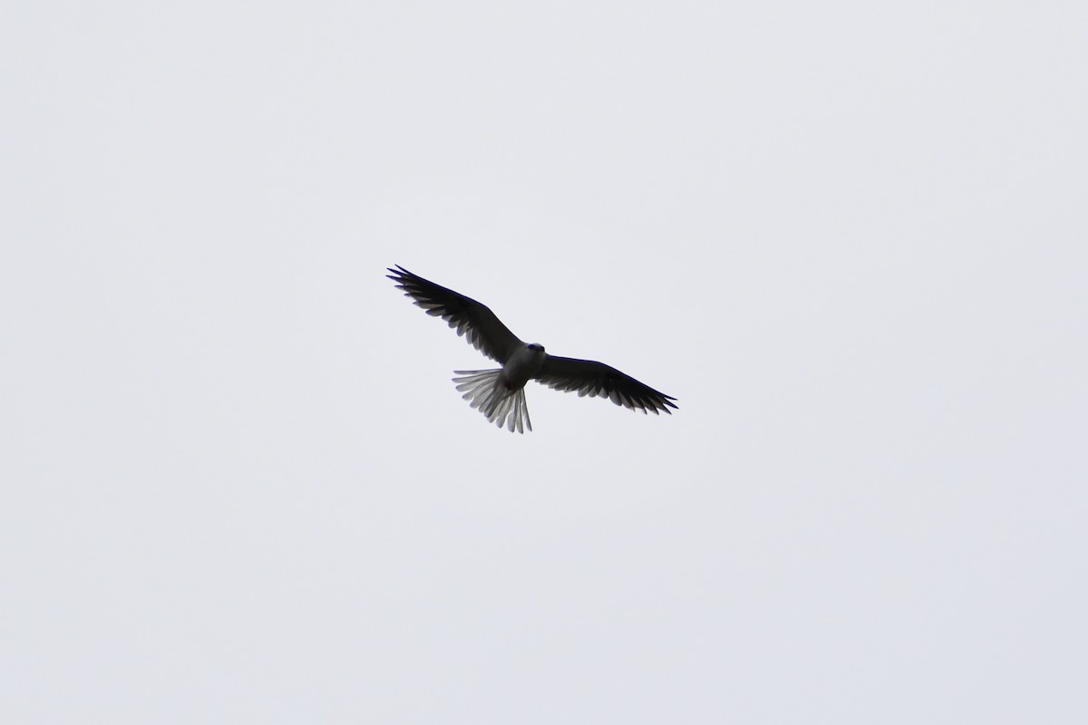 White-tailed Kite - ML638522365