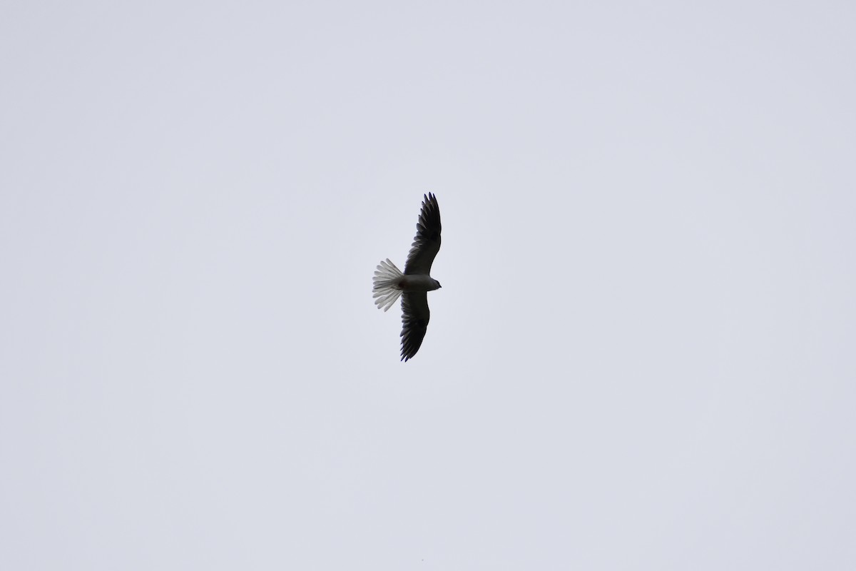 White-tailed Kite - ML638522366