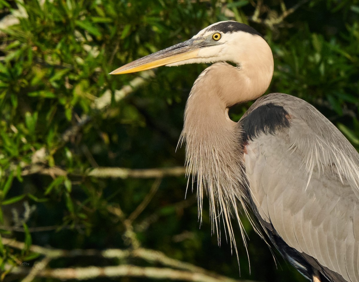 Great Blue Heron - ML638522384