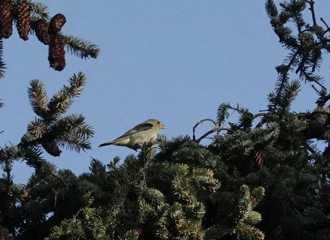 Scarlet Tanager - ML638522387