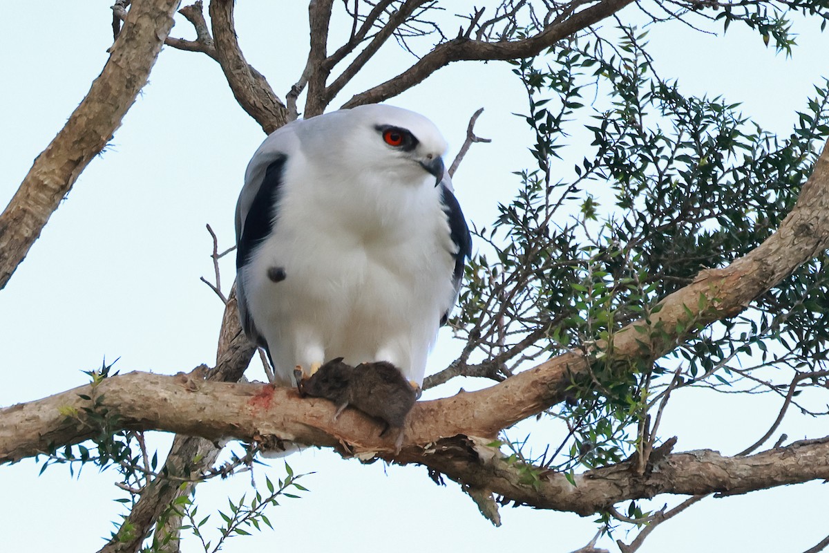 Black-shouldered Kite - ML638522399