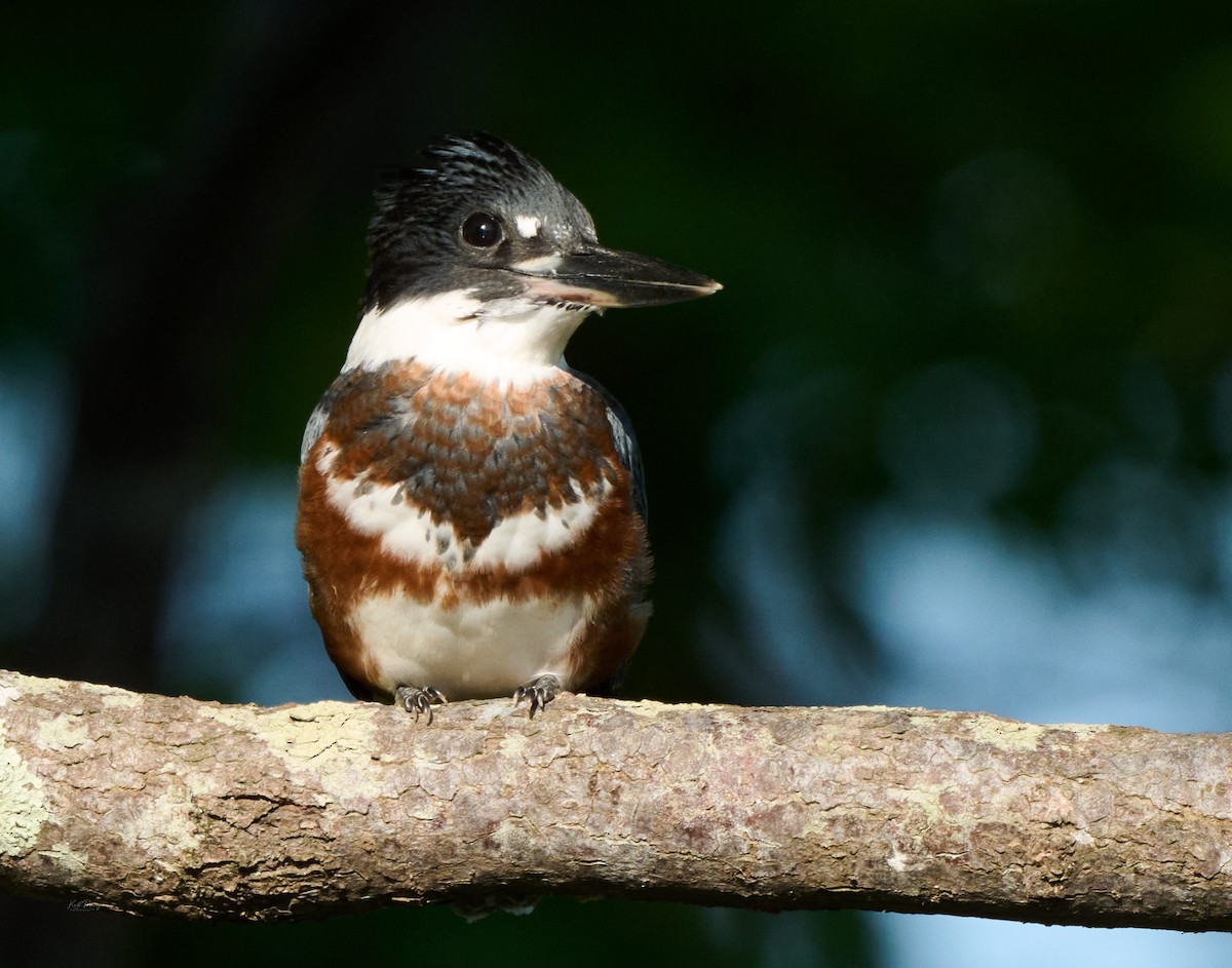 Belted Kingfisher - ML638522402