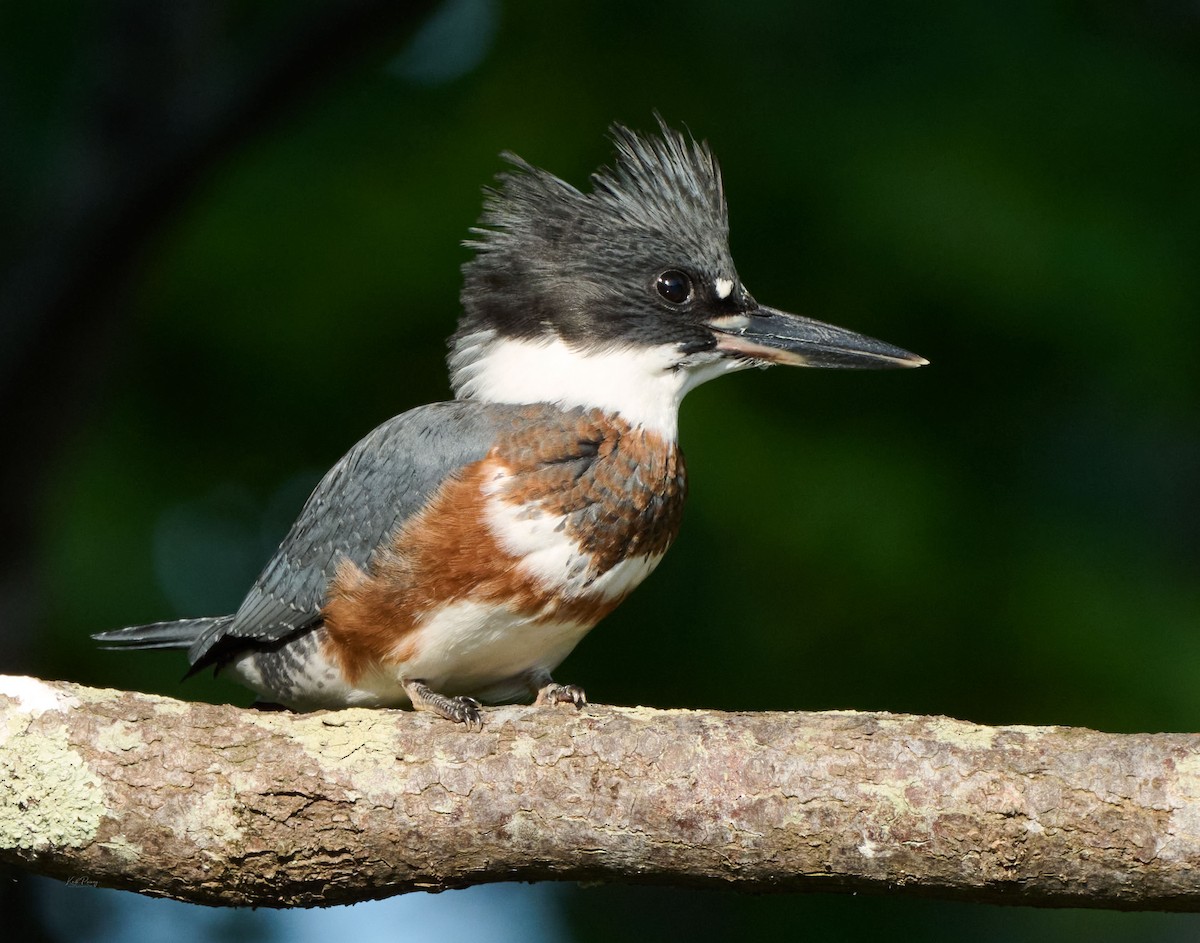 Belted Kingfisher - ML638522403