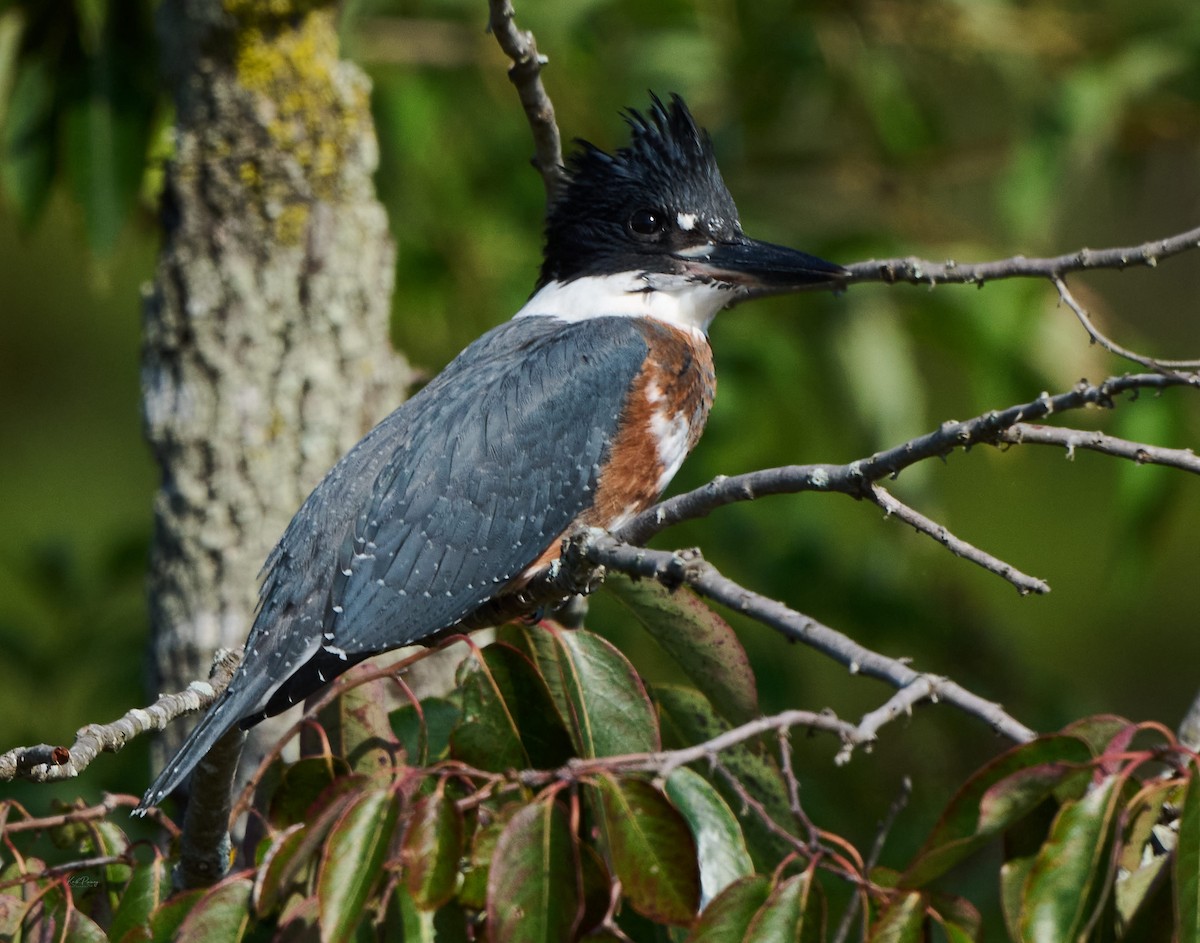 Belted Kingfisher - ML638522404