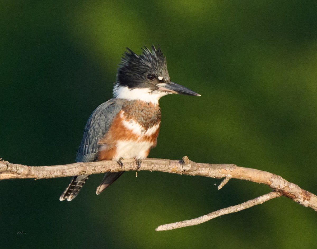 Belted Kingfisher - ML638522405