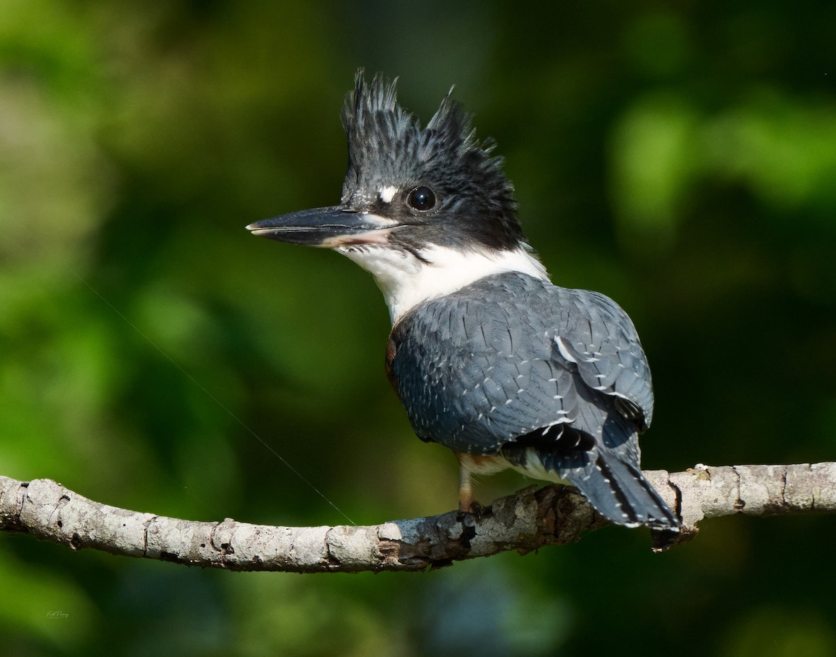 Belted Kingfisher - ML638522406