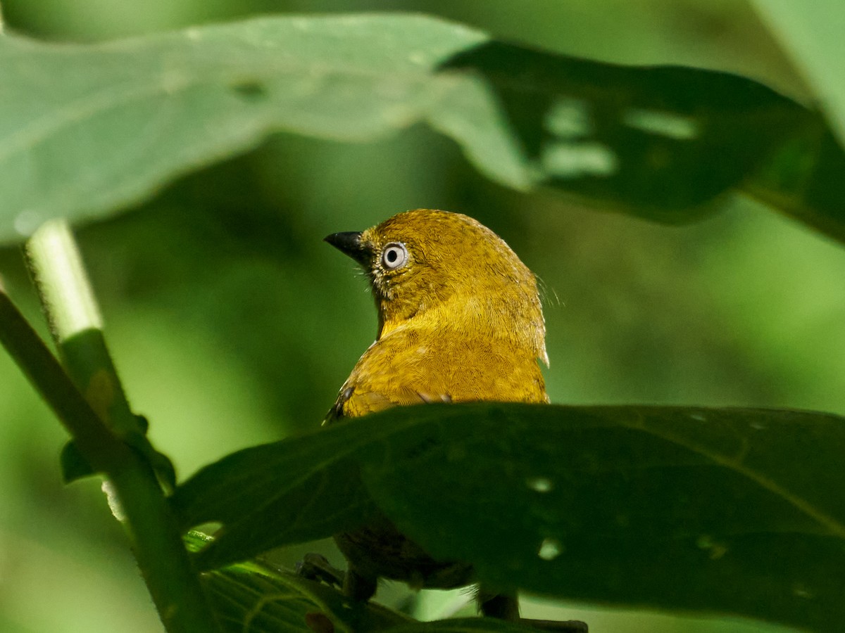 Short-billed Chlorospingus - ML638522422