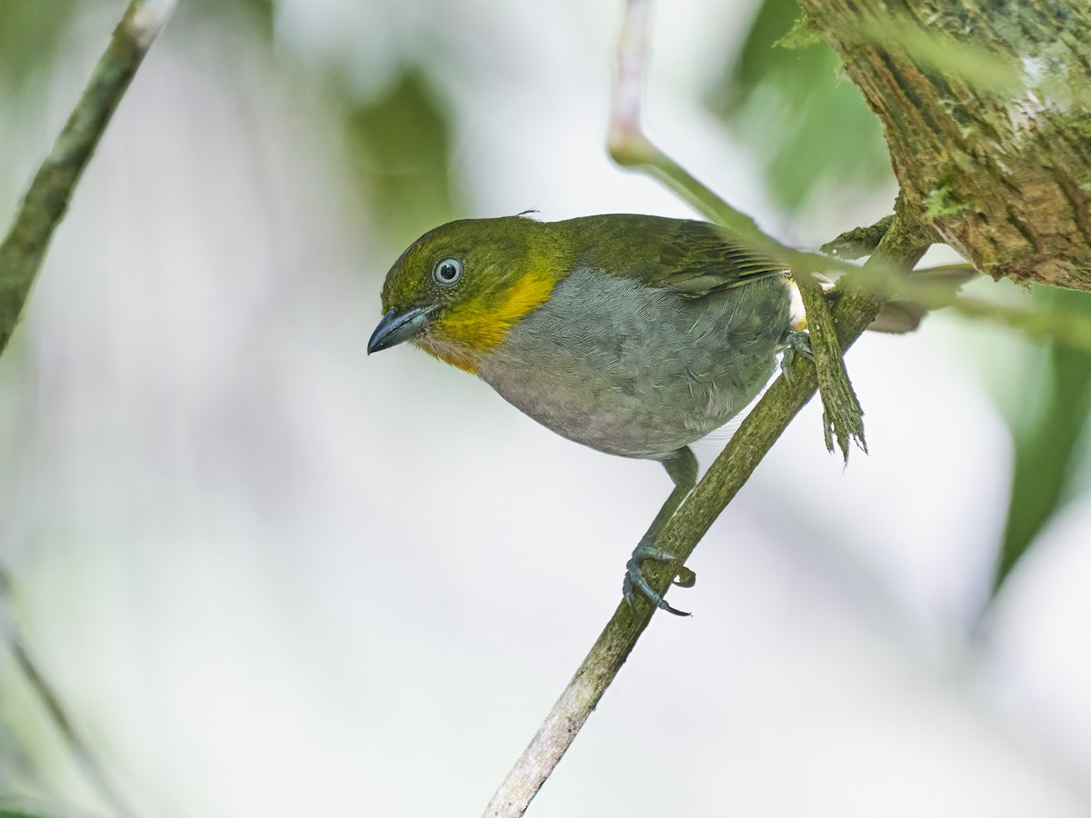 Short-billed Chlorospingus - ML638522425
