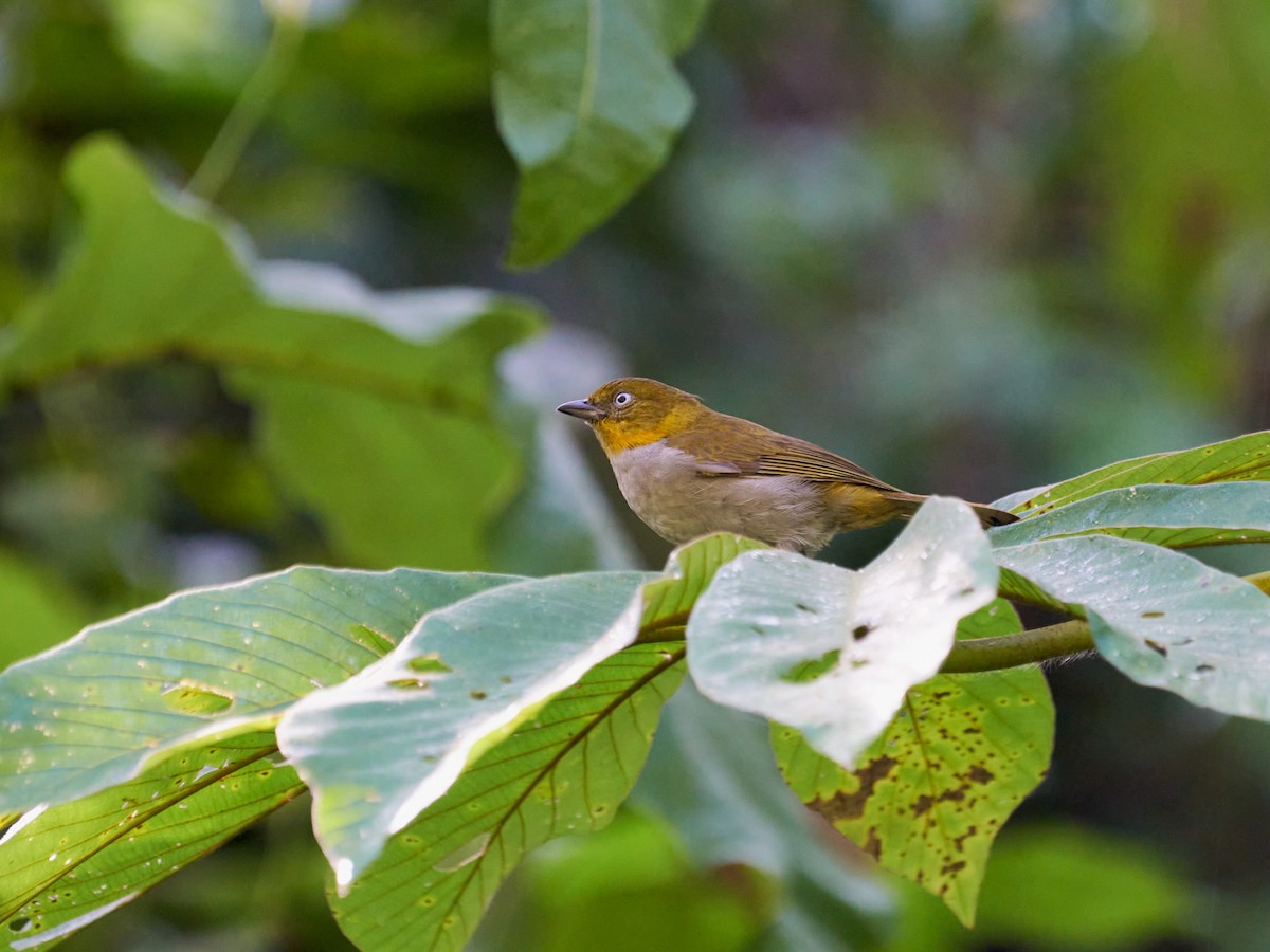 Short-billed Chlorospingus - ML638522428