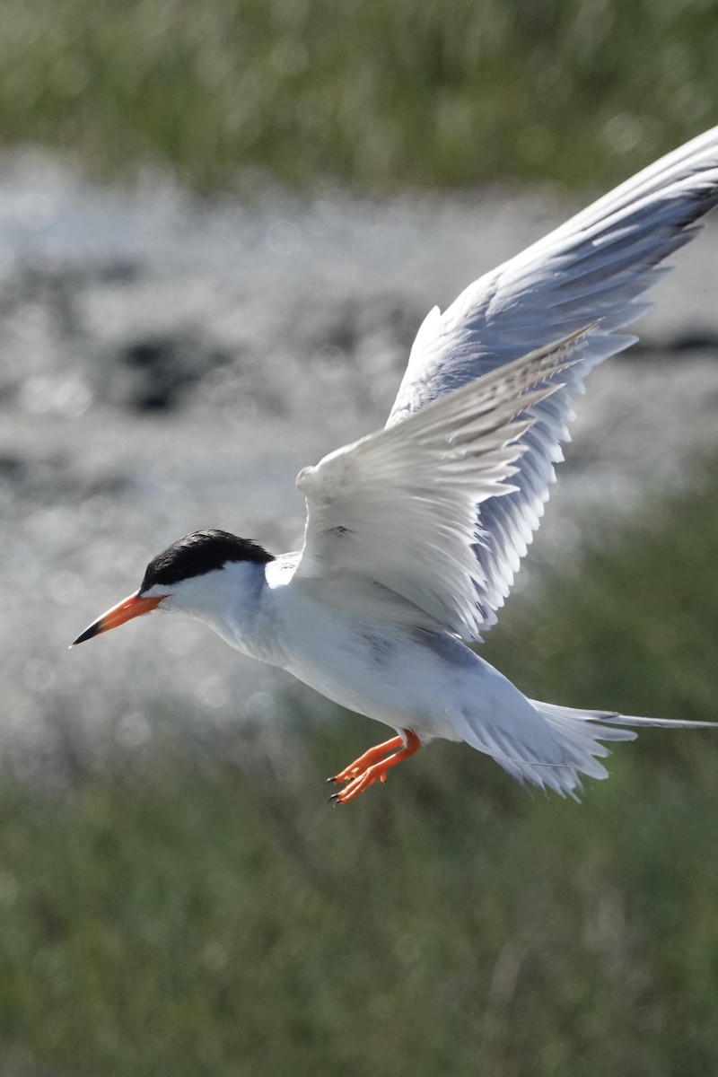 Forster's Tern - ML638522429