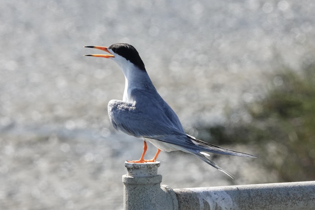 Forster's Tern - ML638522430