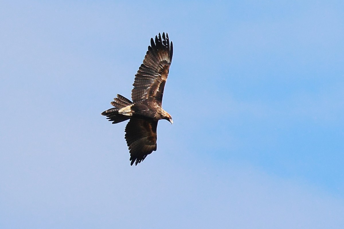 Wedge-tailed Eagle - ML638522431