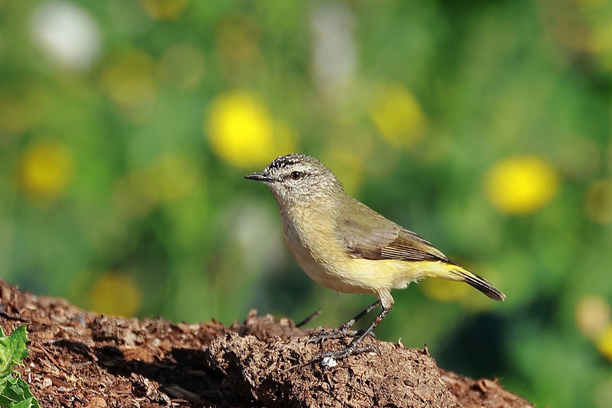 Yellow-rumped Thornbill - ML638522453