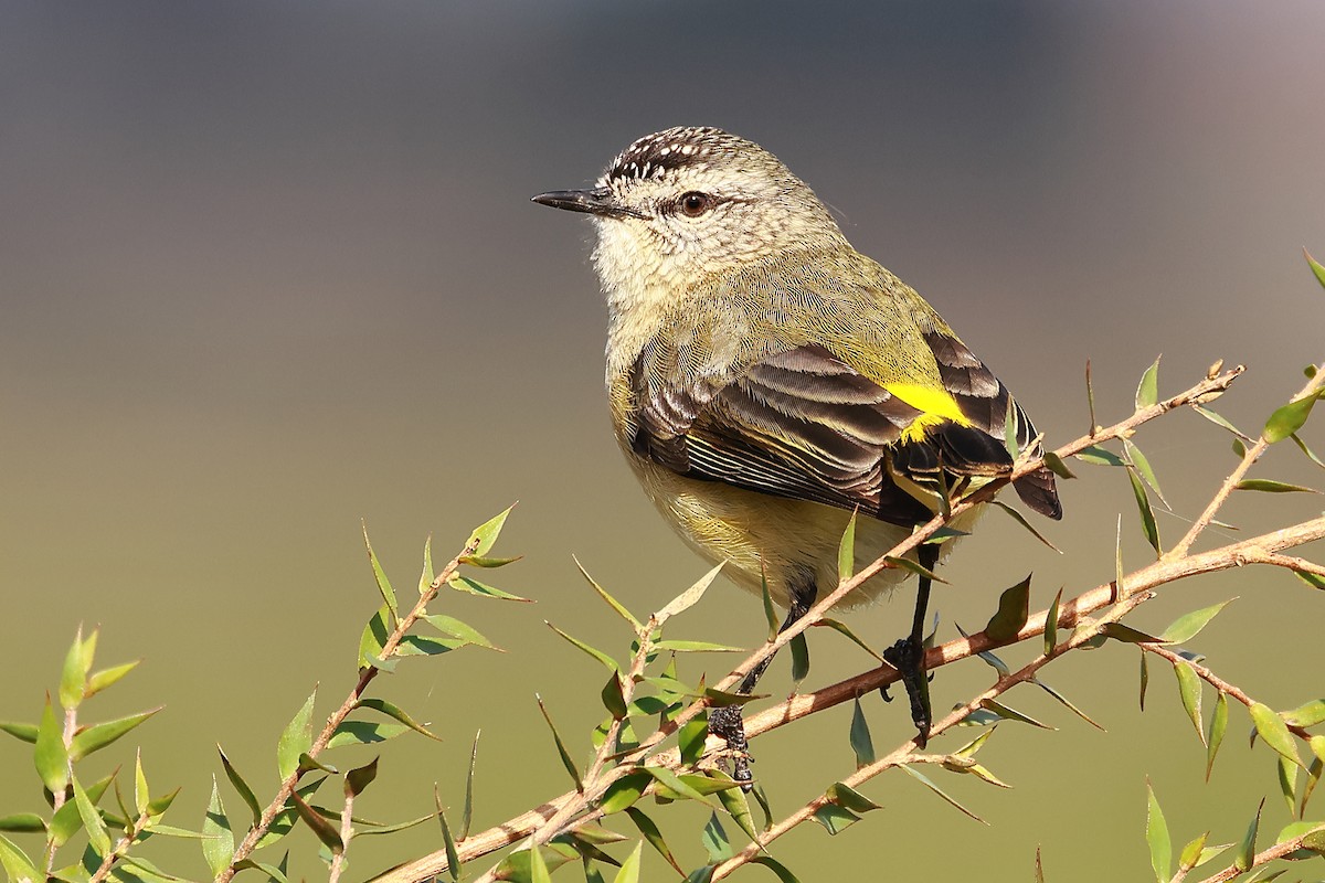 Yellow-rumped Thornbill - ML638522454