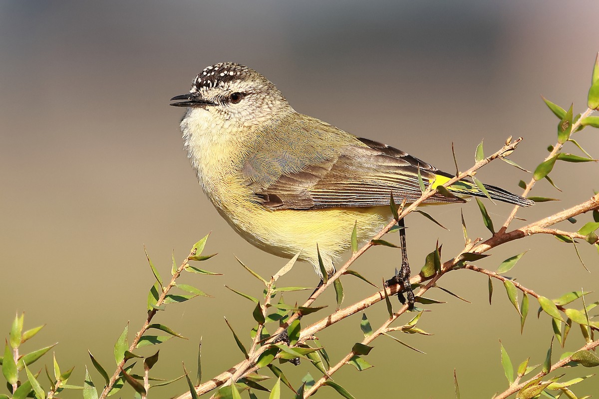 Yellow-rumped Thornbill - ML638522455